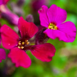 Roots Plants Perennials Aubrieta 'Axcent Burgundy'