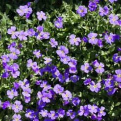 Roots Plants Perennials Aubrieta 'Glacier Blue'