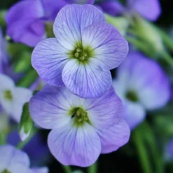 Roots Plants Perennials Aubrieta 'Glacier Blue'