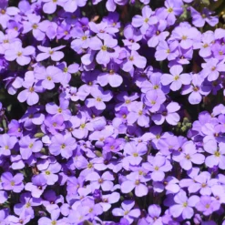 Roots Plants Perennials Aubrieta 'Glacier Blue'