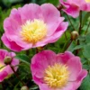 Roots Plants Perennials Peony 'Bowl Of Love' | 3L Pot