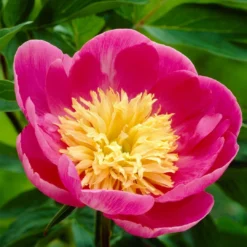 Roots Plants Perennials Peony 'Bowl Of Love' | 3L Pot 7 Roots Plants Perennials Peony 'Bowl Of Love' | 3L Pot