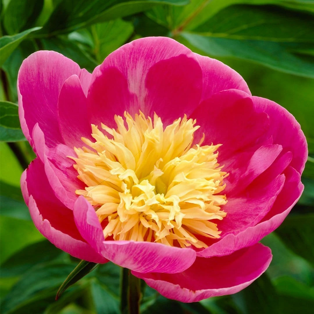 Roots Plants Perennials Peony 'Bowl Of Love' | 3L Pot 5 Roots Plants Perennials Peony 'Bowl Of Love' | 3L Pot