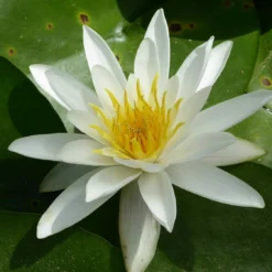 Roots Plants All Pond Plants Best Pond Plants For Any Size Pond | All In One | Oxygenating & Wildlife | Flowers & Structure