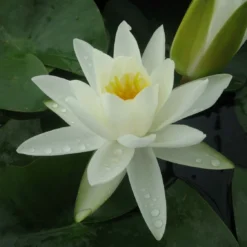 Roots Plants White Water Lily | Nymphaea Alba