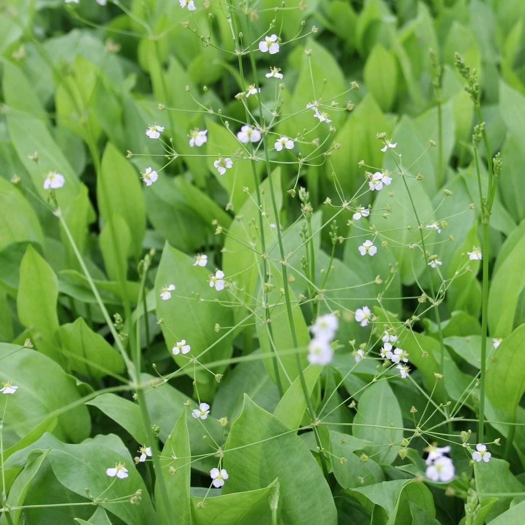 Roots Plants Water Plantain | Alisma Plantago Aquaticum 4 Roots Plants Water Plantain | Alisma Plantago Aquaticum