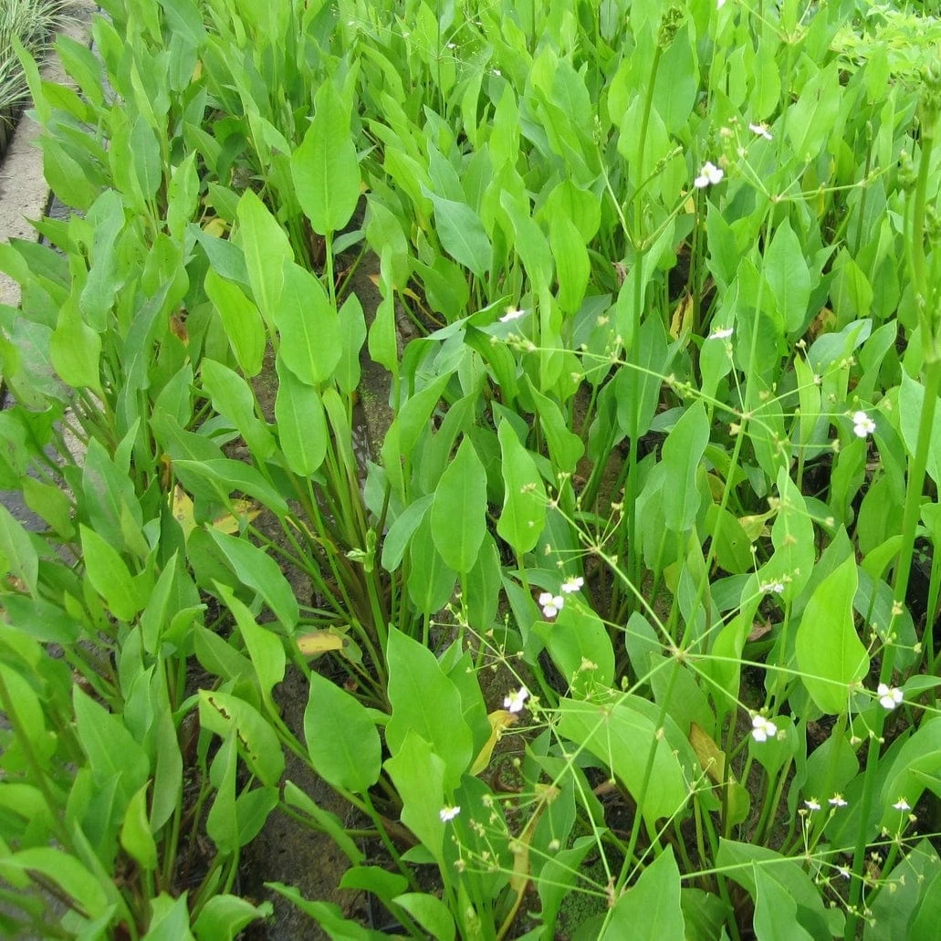 Roots Plants Water Plantain | Alisma Plantago Aquaticum 5 Roots Plants Water Plantain | Alisma Plantago Aquaticum