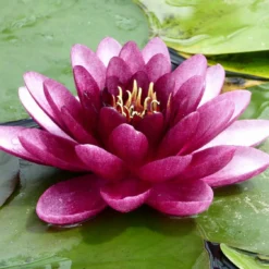 Roots Plants 'Almost Black' Water Lily