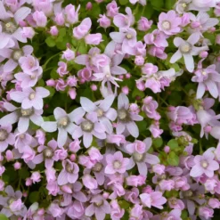 Roots Plants Bog Pimpernel | Anagallis Tenella