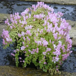 Roots Plants Bog Pimpernel | Anagallis Tenella