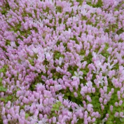 Roots Plants Bog Pimpernel | Anagallis Tenella