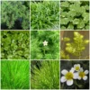 Roots Plants All Pond Plants Best Oxygenating Pond Plants Collection | Growers Choice 1 Roots Plants All Pond Plants Best Oxygenating Pond Plants Collection | Growers Choice