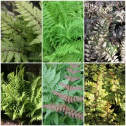 Roots Plants Ferns Premium Fern Collection | 6 X 9 Cm Pots