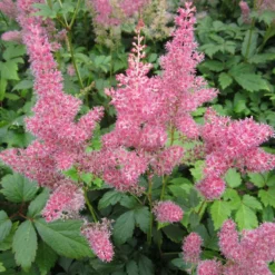Roots Plants Astilbe Pink All Pond Plants
