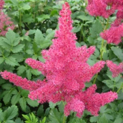Roots Plants Astilbe Pink All Pond Plants