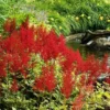 Roots Plants Astilbe Red All Pond Plants
