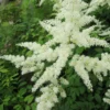 Roots Plants Astilbe White All Pond Plants