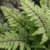 Roots Plants 3 Eared Lady Fern | Athyrium Otophorum Okanum | 9cm Pots