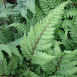 Roots Plants 3 Eared Lady Fern | Athyrium Otophorum Okanum | 9cm Pots