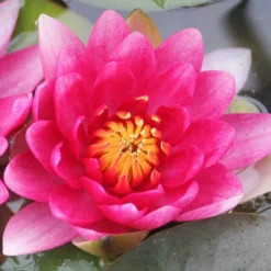 Roots Plants Red Water Lily | Nymphaea 'Attraction'