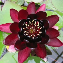 Roots Plants Black Princess Water Lily