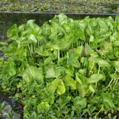 Roots Plants Marsh Marigold