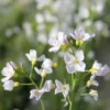 Roots Plants Cuckoo Flower All Pond Plants 1 Roots Plants Cuckoo Flower All Pond Plants
