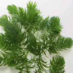 Roots Plants 5 Hornwort Plants| Oxygenating | 9cm Pots All Pond Plants