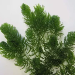 Roots Plants 5 Hornwort Plants| Oxygenating | 9cm Pots All Pond Plants