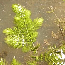 Roots Plants 5 Hornwort Plants| Oxygenating | 9cm Pots All Pond Plants