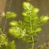 Roots Plants 5 Hornwort Plants| Oxygenating | 9cm Pots All Pond Plants