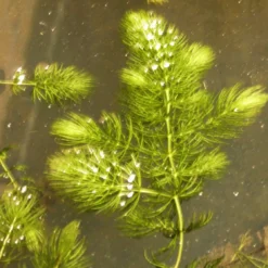 Roots Plants 5 Hornwort Plants| Oxygenating | 9cm Pots All Pond Plants