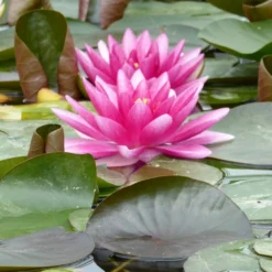 Roots Plants Water Lily 'Charles De Meurville' | Nymphaea