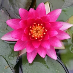 Roots Plants Water Lily 'Charles De Meurville' | Nymphaea
