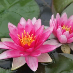 Roots Plants Water Lily 'Charles De Meurville' | Nymphaea
