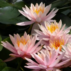 Roots Plants Colorado Water Lily | Nymphaea