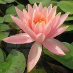 Roots Plants Colorado Water Lily | Nymphaea