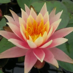 Roots Plants Colorado Water Lily | Nymphaea