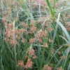 Roots Plants Grasses Sweet Galingale | Cyperus Longus