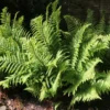Roots Plants 3 Shield Ferns | 9cm Pots