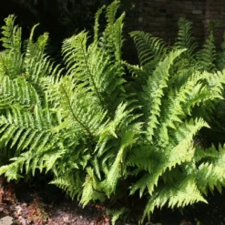 Roots Plants Ferns Premium Fern Collection | 6 X 9 Cm Pots