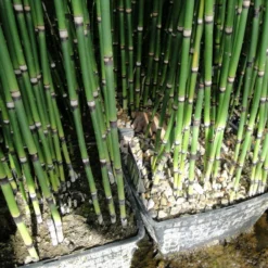 Roots Plants Rough Horsetail | Equisetum Hyemale All Pond Plants