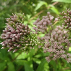 Roots Plants Hemp Agrimony | Eupatorium Cannabinum All Pond Plants