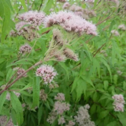 Roots Plants Hemp Agrimony | Eupatorium Cannabinum All Pond Plants