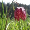 Roots Plants Snakes Head Fritillary | Fritillaria Meleagris