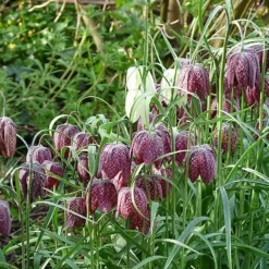 Roots Plants Snakes Head Fritillary | Fritillaria Meleagris