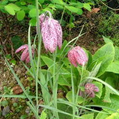 Roots Plants Snakes Head Fritillary | Fritillaria Meleagris