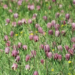 Roots Plants Snakes Head Fritillary | Fritillaria Meleagris
