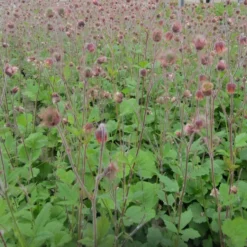 Roots Plants Geums Geum Rivale | Water Avens