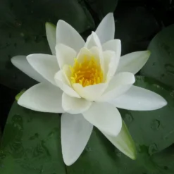 Roots Plants Large Water Lily | Nymphaea Gladstoniana